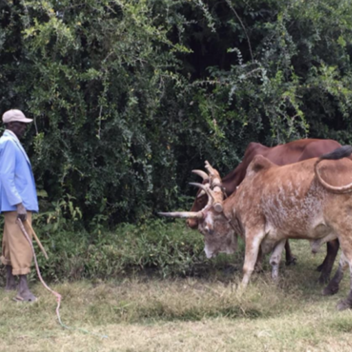 Agro and livestock input markets in Kenya and Ethiopia